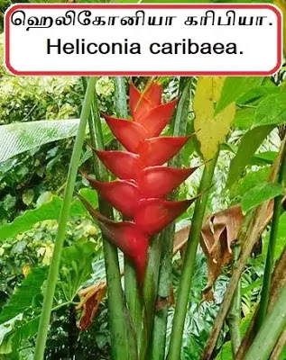 Heliconia caribaea.