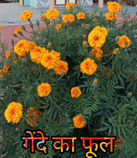 Marigold Flower Facts In Hindi-गेंदे फूल के बारे में