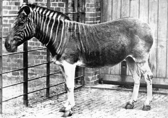 Quagga extinct zebra species in Elementary Sherlock Holmes Season 3 Episode 14 Elementary Quagga extinct zebra species Sherlock Holmes Season 3 Episode 14