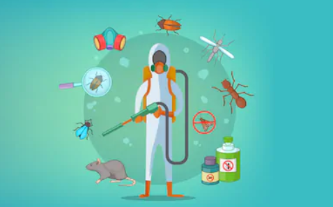 Things You Need to Know About Pest Control in Dubai