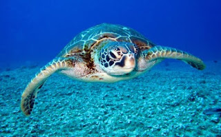 कछुए की जानकारी दें ▷ some facts about turtle in hindi कछुए की जानकारी दें ▷ some facts about turtle in hindi