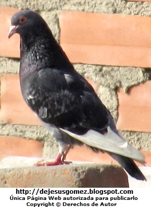 Paloma de perfil Paloma de perfil sobre un ladrillo. Foto de paloma tomada por Jesus Gómez