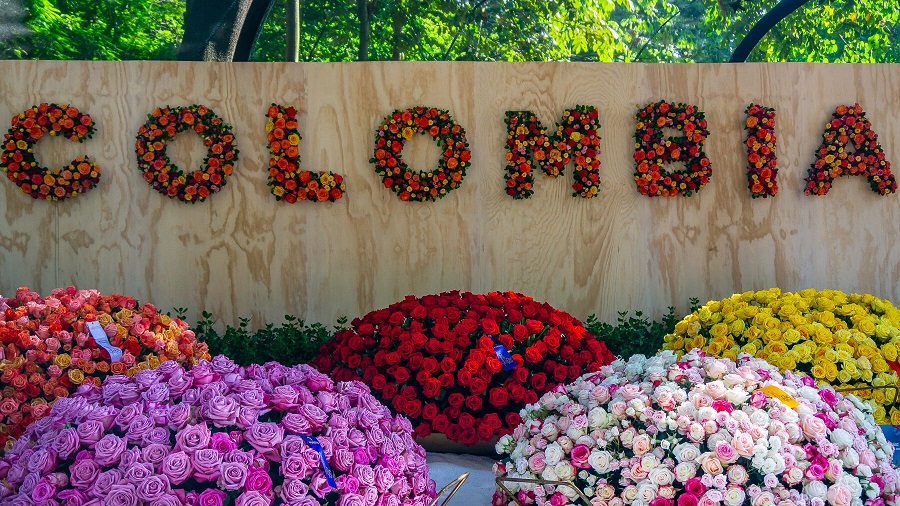 Colombian Flowers Best Flowers in the World Gift Shop Dubai Gifts