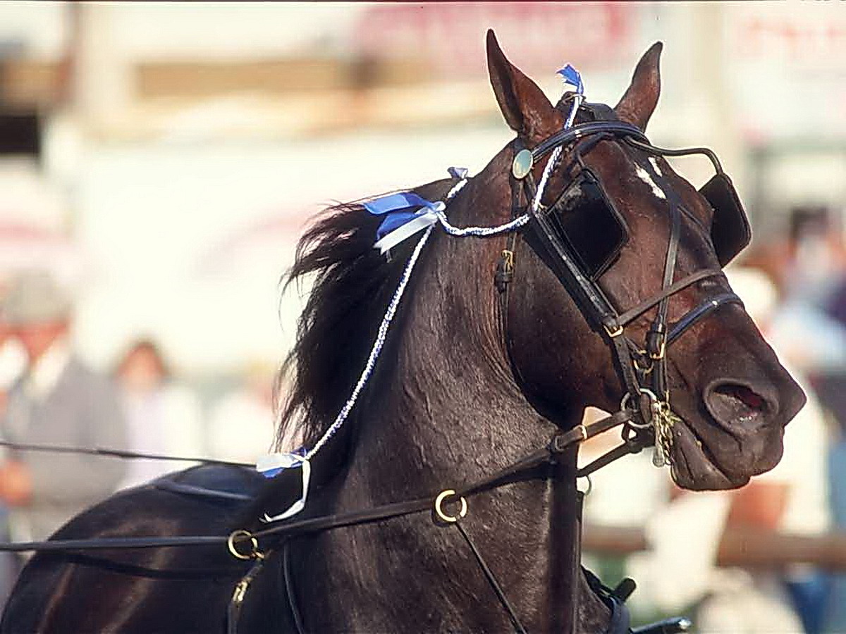 Horse Blinkers