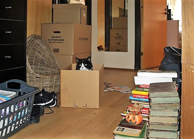 10 tips about moving home with your cat