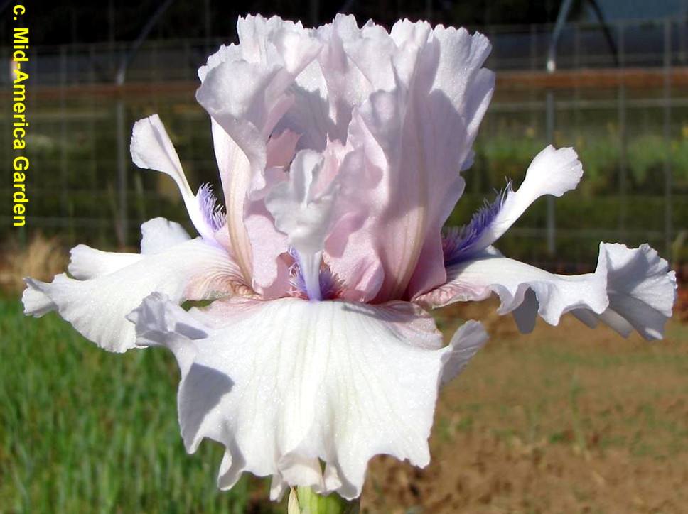 World of Irises 2021 IRIS BLOOM SEASON MISSOURI, OREGON and TENNESSEE