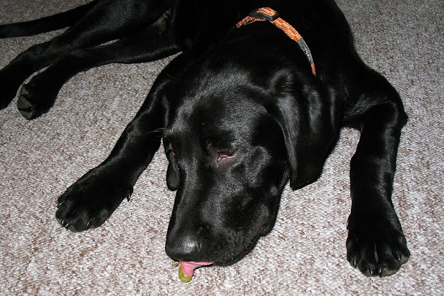 Can dogs eat grapes? Why Dogs Should Never Eat Grapes