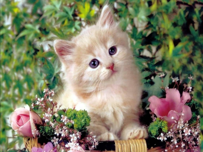 Kediler Alemi Evde Kedi Besleme