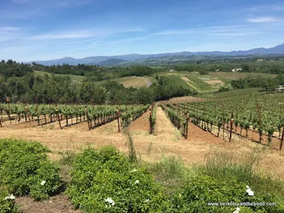 vineyards at Thomas George Estates in Healdsburg, California