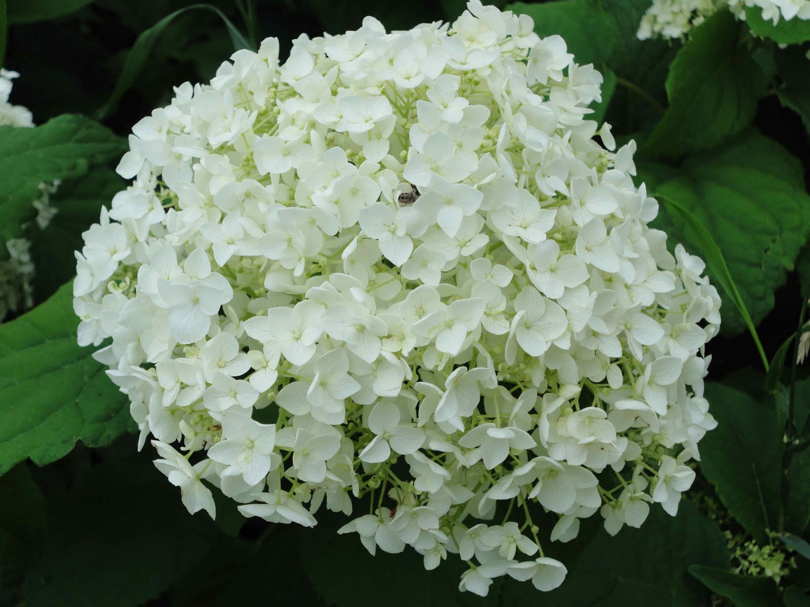 Hydrangea Bush Life Cycle