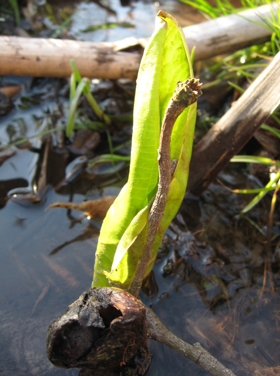 Normal Biology: Mission Complete: Skunk Cabbage