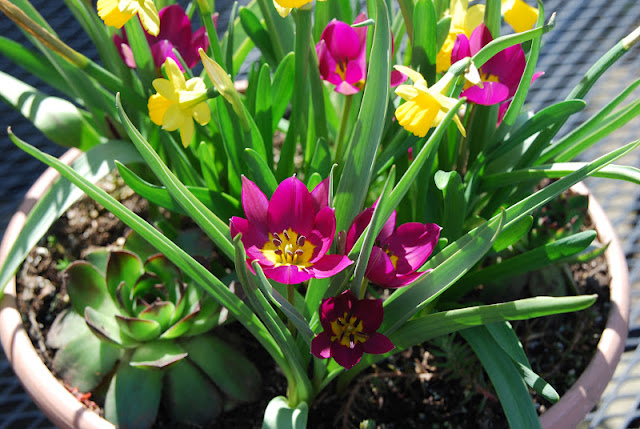 A sunny combination for our patio: Tulip 'Persian Pearl', Narcissus 'Tete-a-tete' and purple-tipped Echeveria