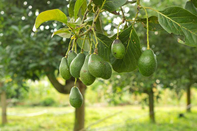 COMO MADURAR UN AGUACATE EN POCOS MINUTOS