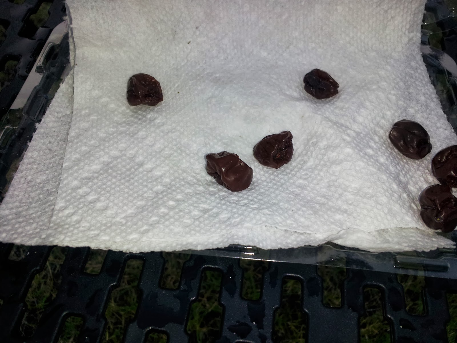 My Fruitful Life Grapes to Raisins Experiment