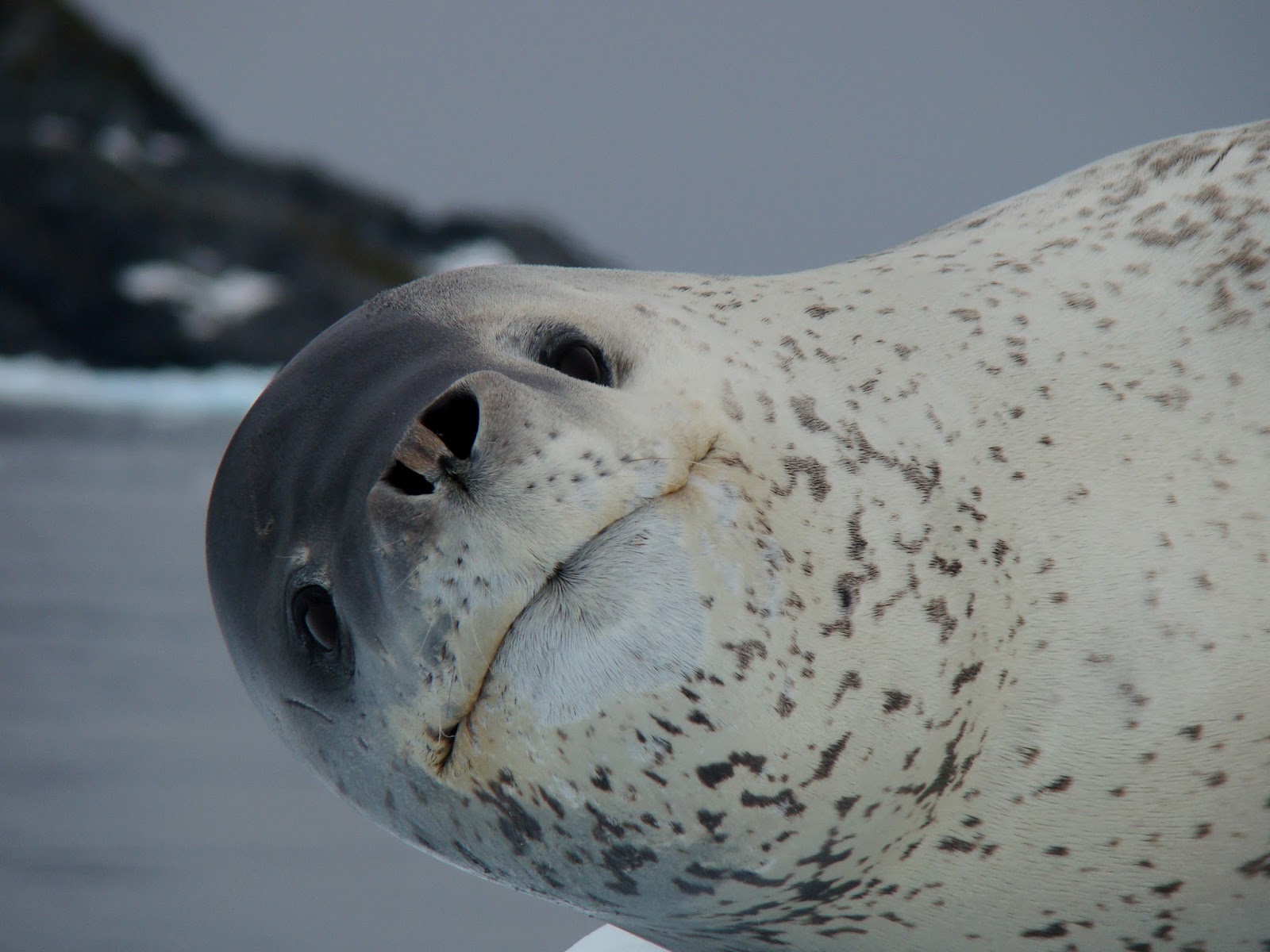 antarctica-eyewitness-antarctic-animal-photography-videos