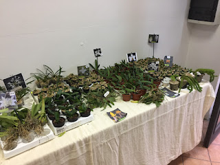 , Mostre primaverili: Horti di Veio e Monteporzio catone 2017, diarid'orchidee