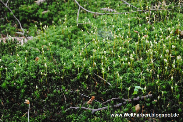 Stefan Schluppeck Erfahrungen Und Berichte 2016