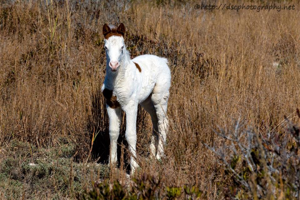 Critter Sitter's Blog Medicine Hat Markings and War Markings in
