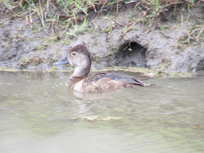 Gray Lodge Wildlife Area birding hotspot Gridley California