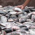 Famup recomenda suspensão da distribuição de peixe durante a Semana Santa