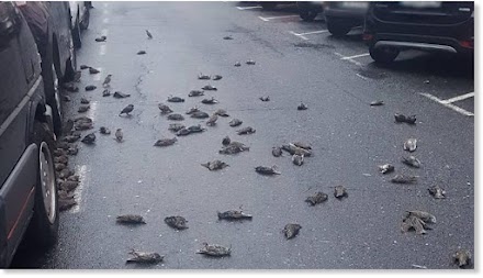 Ισπανία: Σμήνος 150 πουλιών έπεσε από τον ουρανό στους δρόμους της Γαλικίας