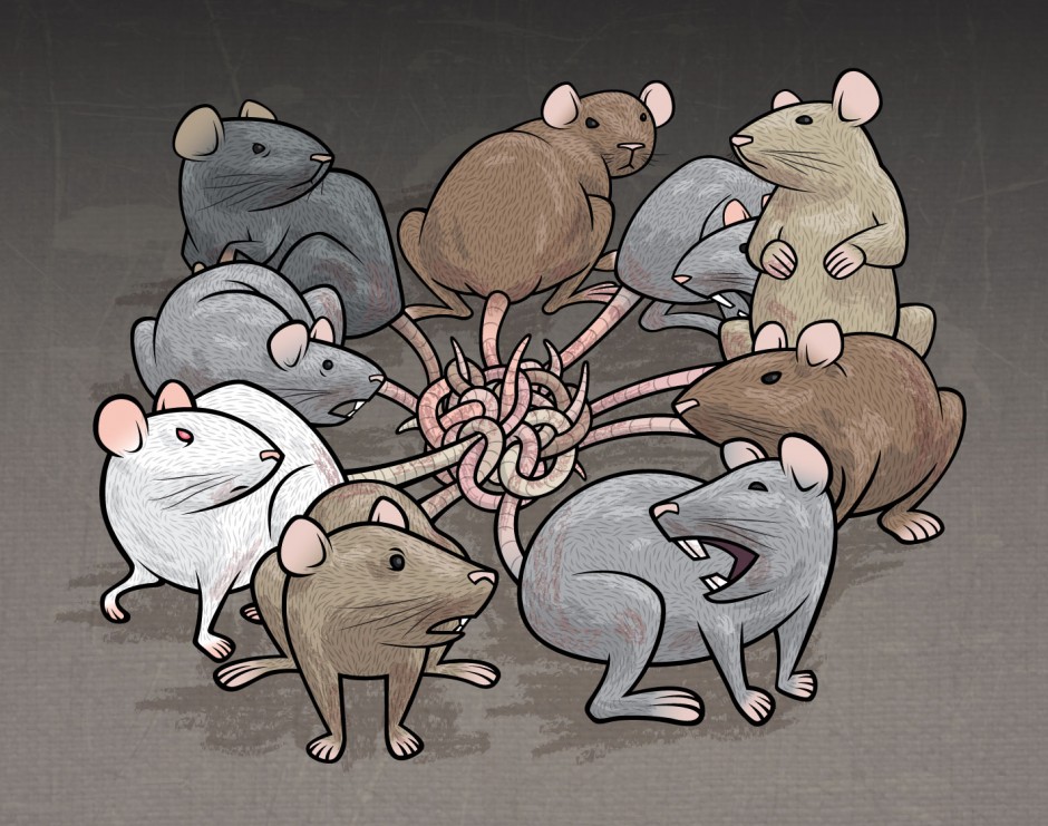 Крысиные бега иллюстрации. Крысиное братство. Король крыс. Королевство крыс. Крысиный хоровод.
