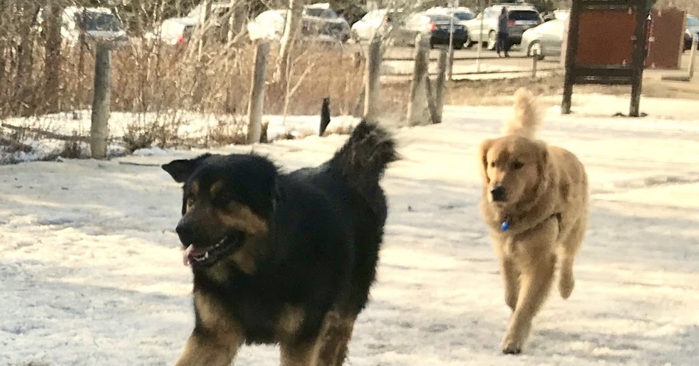 apartments for rent allow big dogs