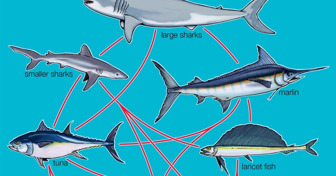 Какие отношения между китом и тунцом. Пищевая цепочка акулы. Тунец и акула. Цепь питания акулы. Пищевая цепочка белой акулы.