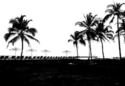trees silhouettes palm coconut silhouette tall types chairs