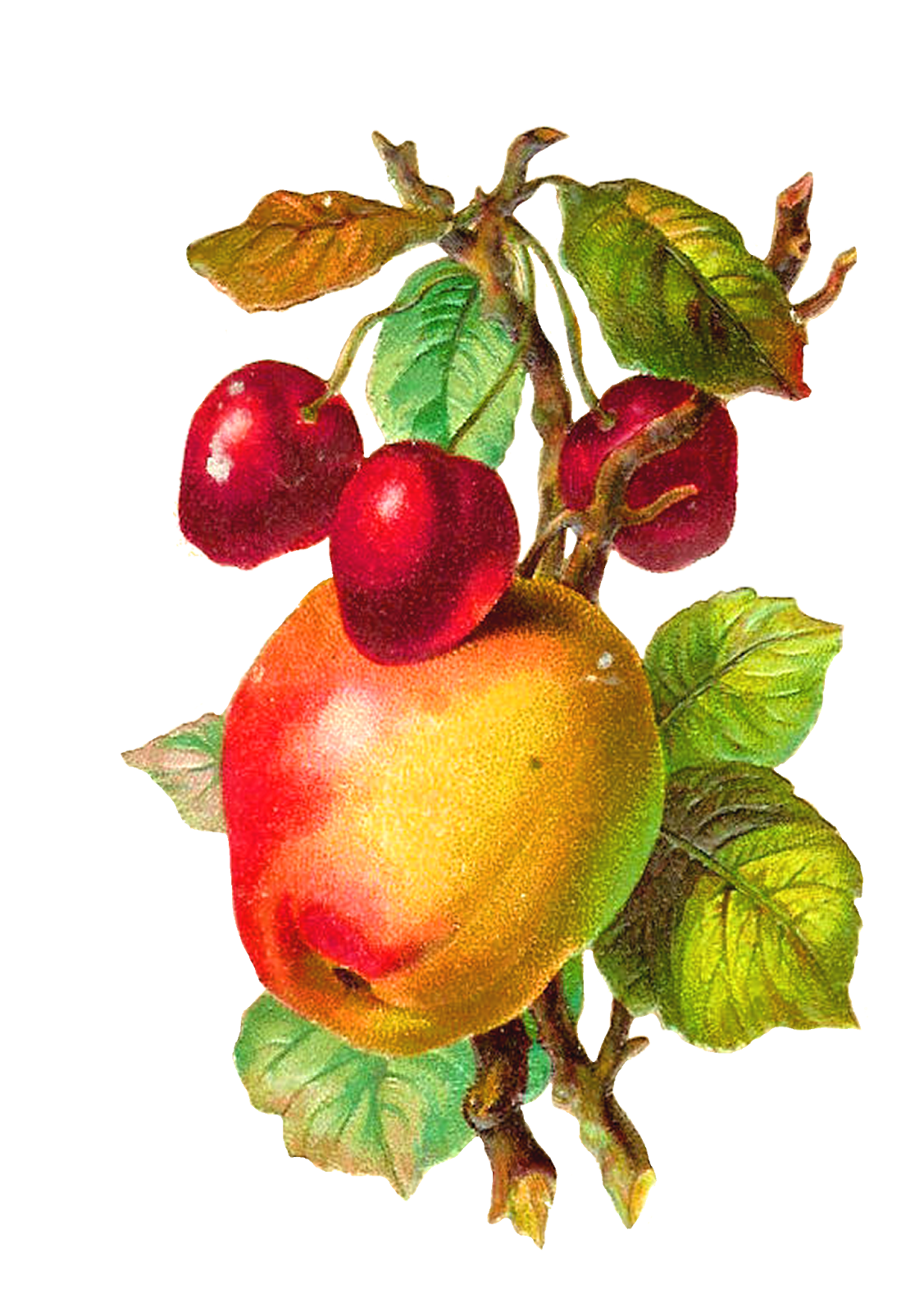 free vintage fruit clip art - photo #12