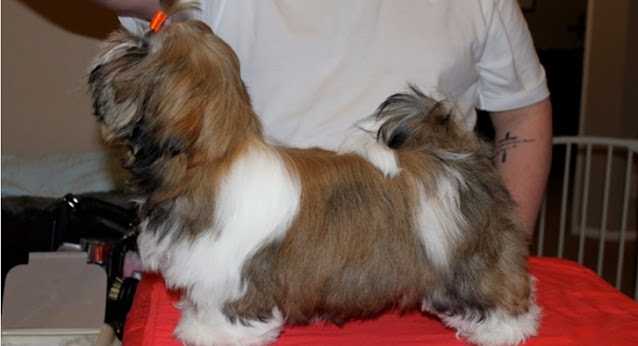 Tipos de tosa para shih tzu