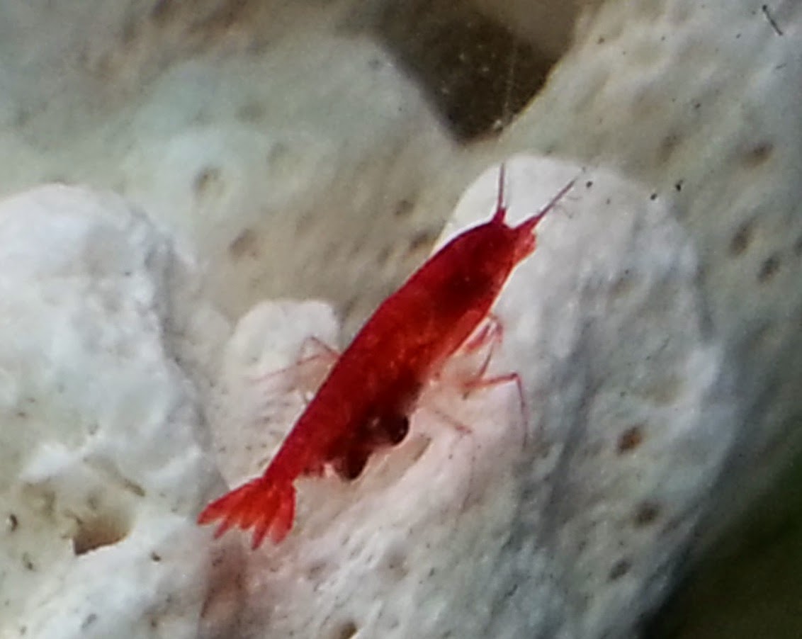 Shrimpist Opae Ula (breeding Sold Out) 29 jan 2015[last updated]