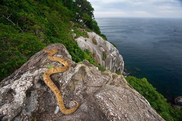 Snake Island