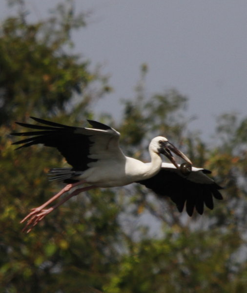 Moonlit Sanctuary - Home