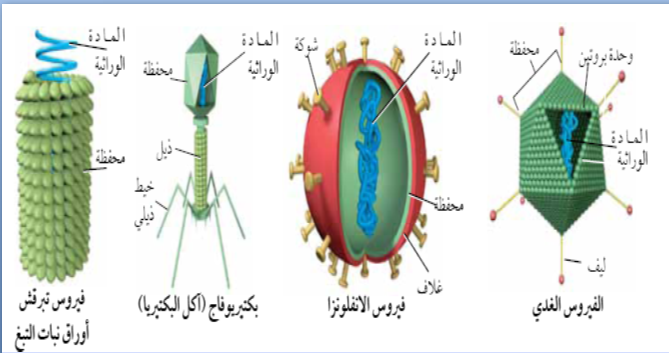 تتكاثر البدائيات والبكتيريا بواسطة