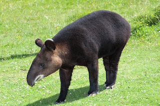 Dağ tapiri (Tapirus pinchaque)