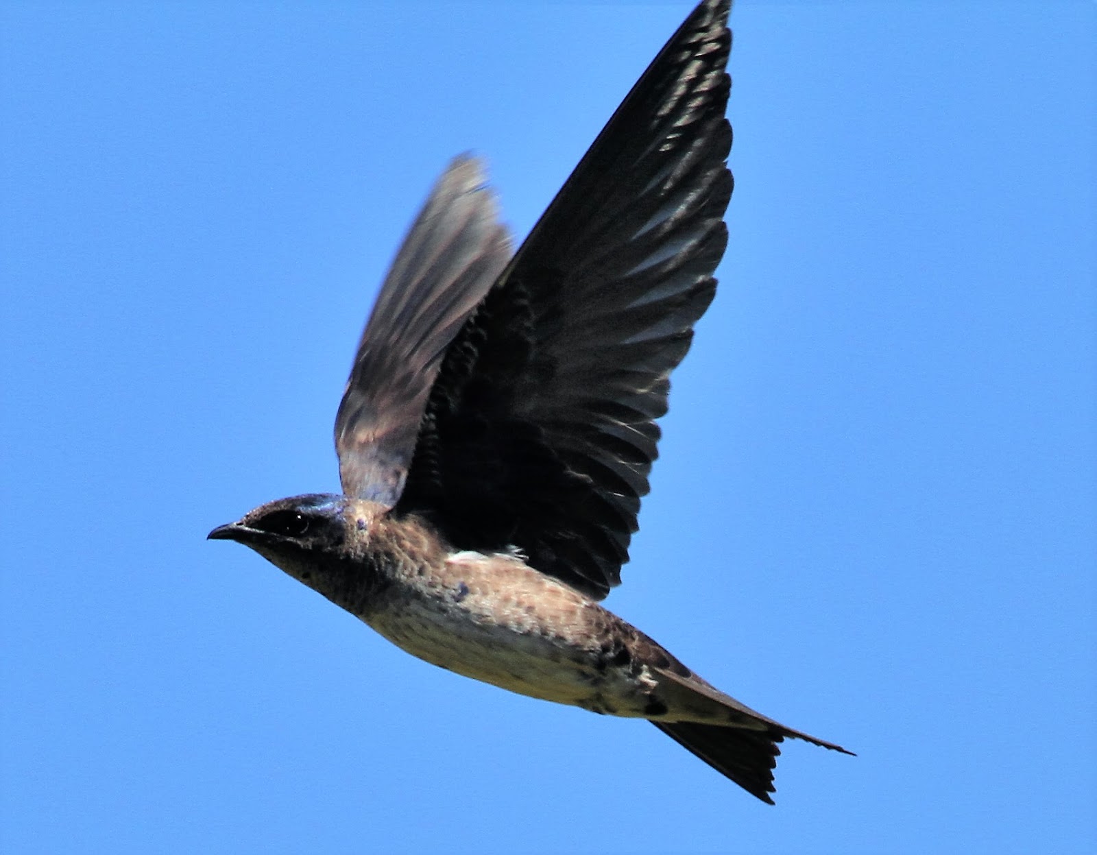 Paul's US Birding Blog: Purple Martin colony, Ulster County - 22nd June