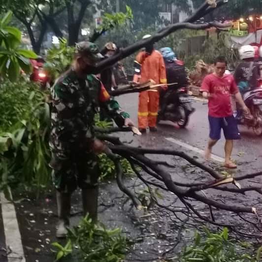 Babinsa Koramil Sukmajaya dan Petugas Damkar Bantu Evakuasi Pohon Tumbang di Jalan Juanda