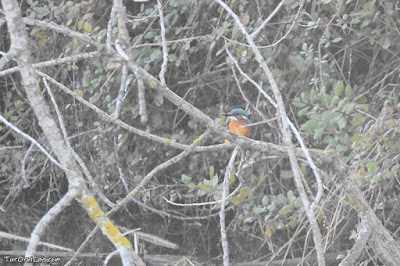 Blauet (Alcedo atthis)