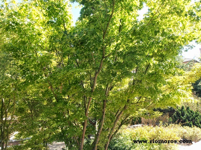 Arce japonés: Acer japonicum