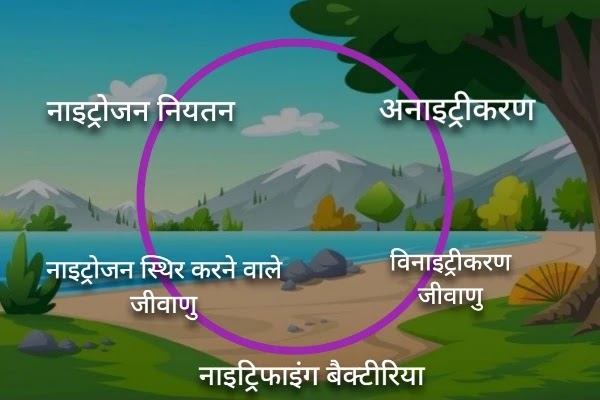 नाईट्रोजन चक्र जैव भूरासायनिक चक्र Biogeochemical cycle in hindi