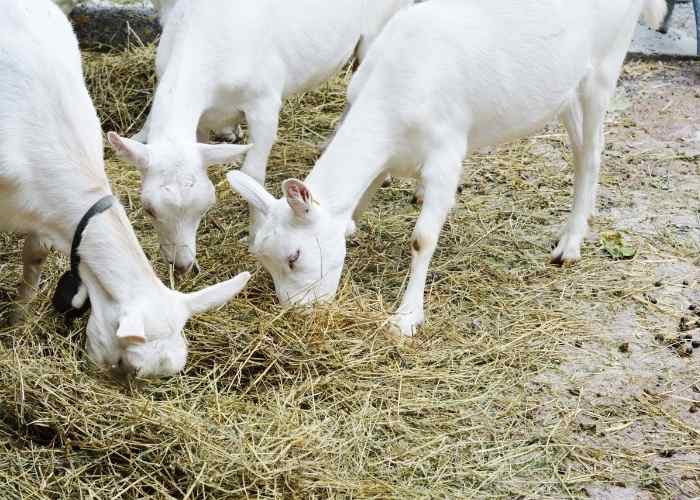 What Do Goats Like to Eat? Homesteading in Ohio