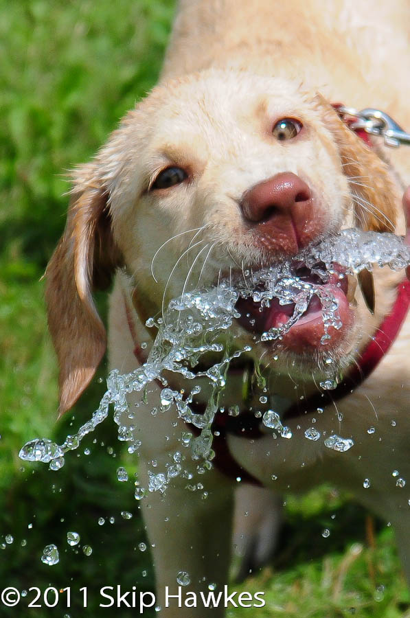 skip hawkes photography