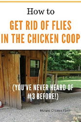 coop flies chicken keep poop fly