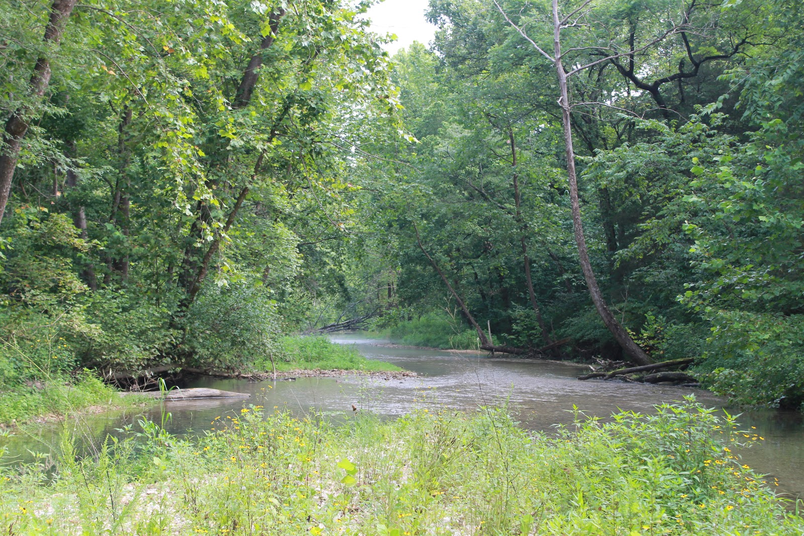 Voss Fish FlyFishing for Wild Rainbow Trout on Mill Creek, Missouri