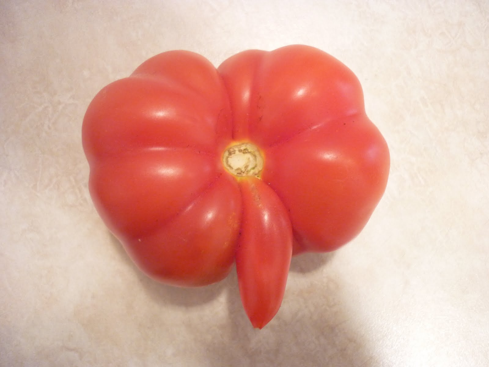 Plot 5E Tomato with a Nose?