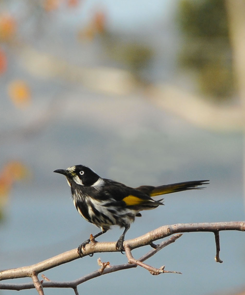 New Holland honeyeater