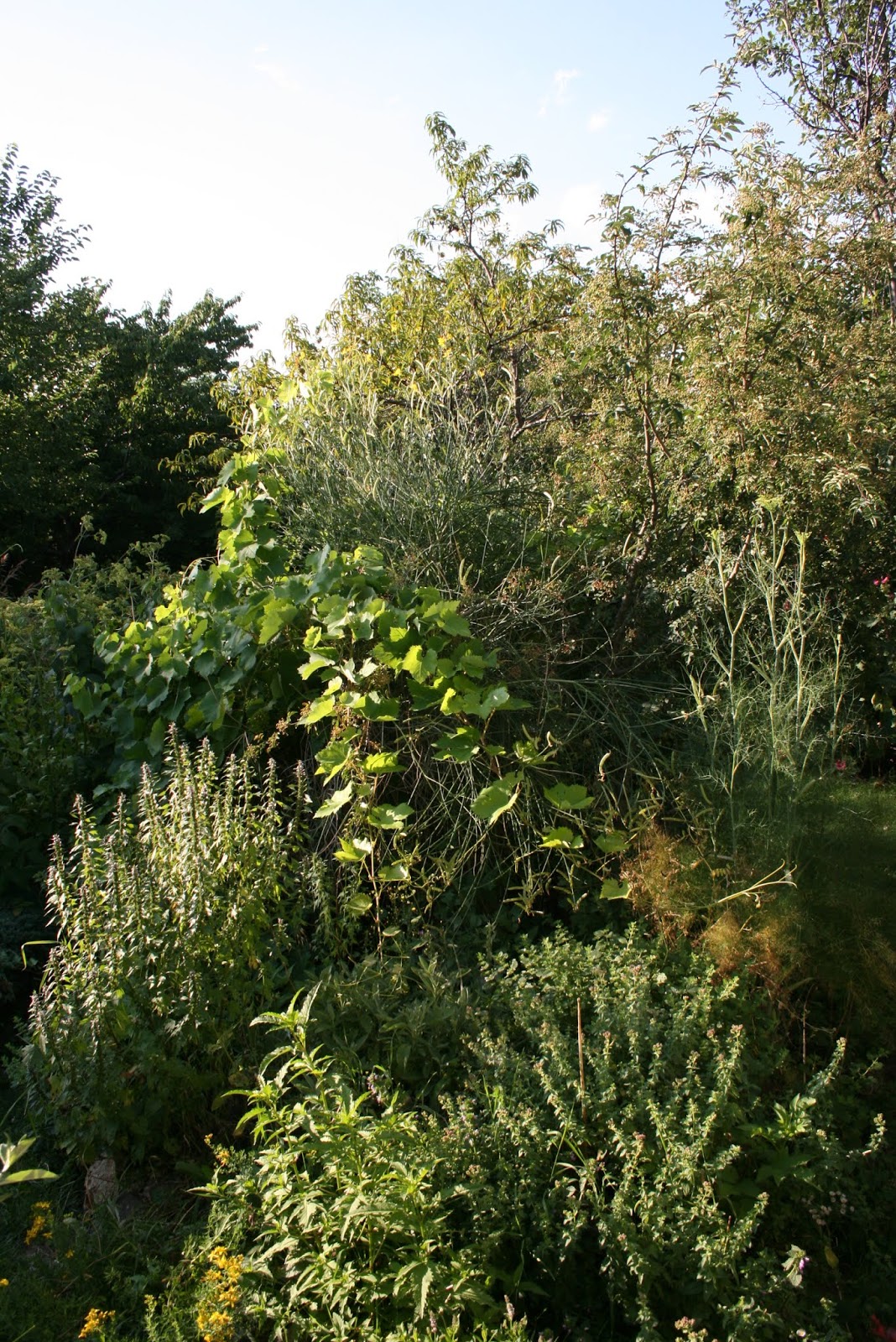 Home Tip Tuesday Top Flowering Shrubs