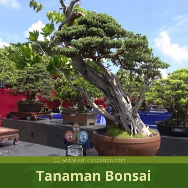 Ciri Ciri Tanaman Bonsai