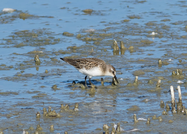 Semipalmated Sandpiper - Titchfield Haven, Hampshire